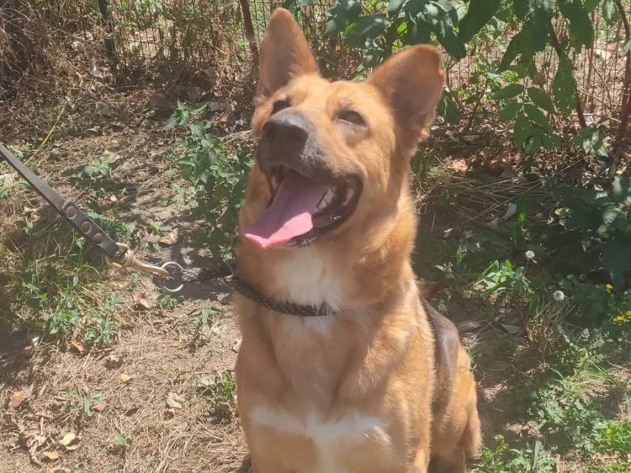 Adotta un cane, femmina, 2 anni e 6 mesi, Torino