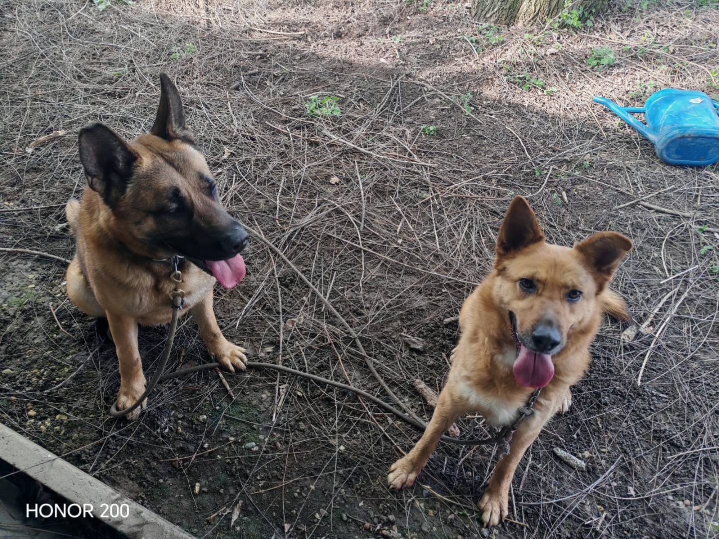 Adotta un cane, taglia media, femmina, Torino