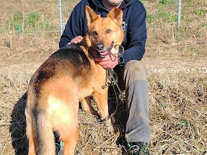 Vuoi adottare un cane a Torino?