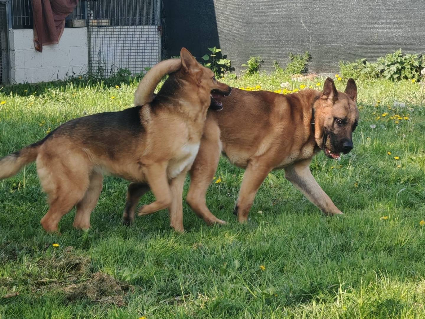 Adotta il cane Margot a Torino