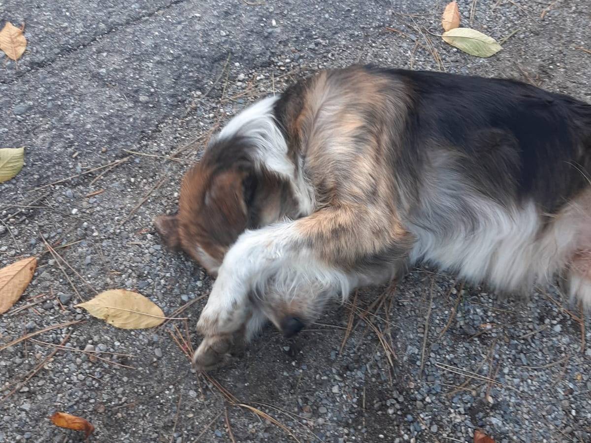 Vuoi adottare un cane a Torino?