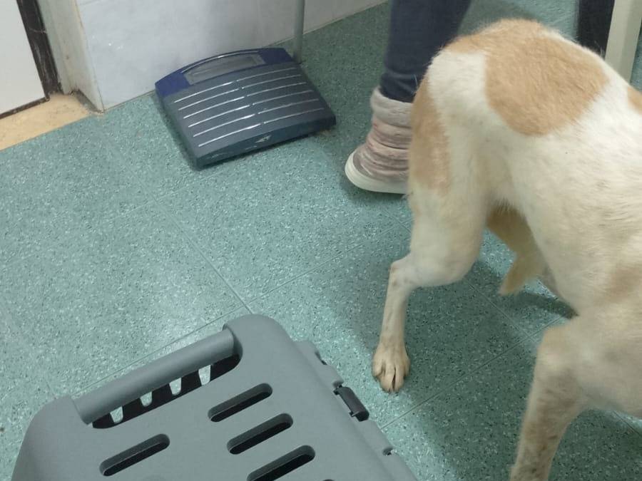 Vuoi adottare un cane a Torino?