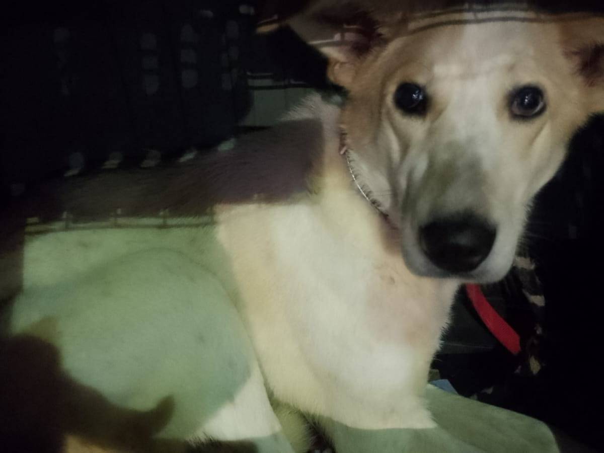 Adotta il cane Molly a Torino