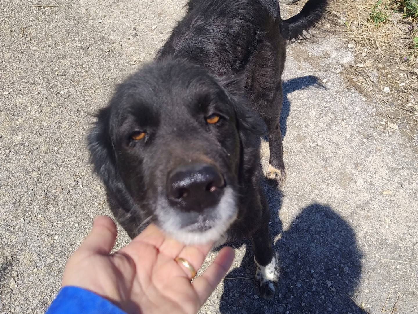 Adozione cane, femmina, Razza sconosciuta Razza sconosciuta, 3 anni e 5 mesi, taglia grande, Bergamo