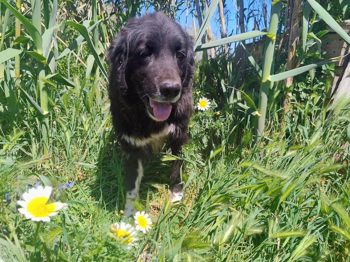 Adotta un cane, femmina, 3 anni e 5 mesi, Bergamo