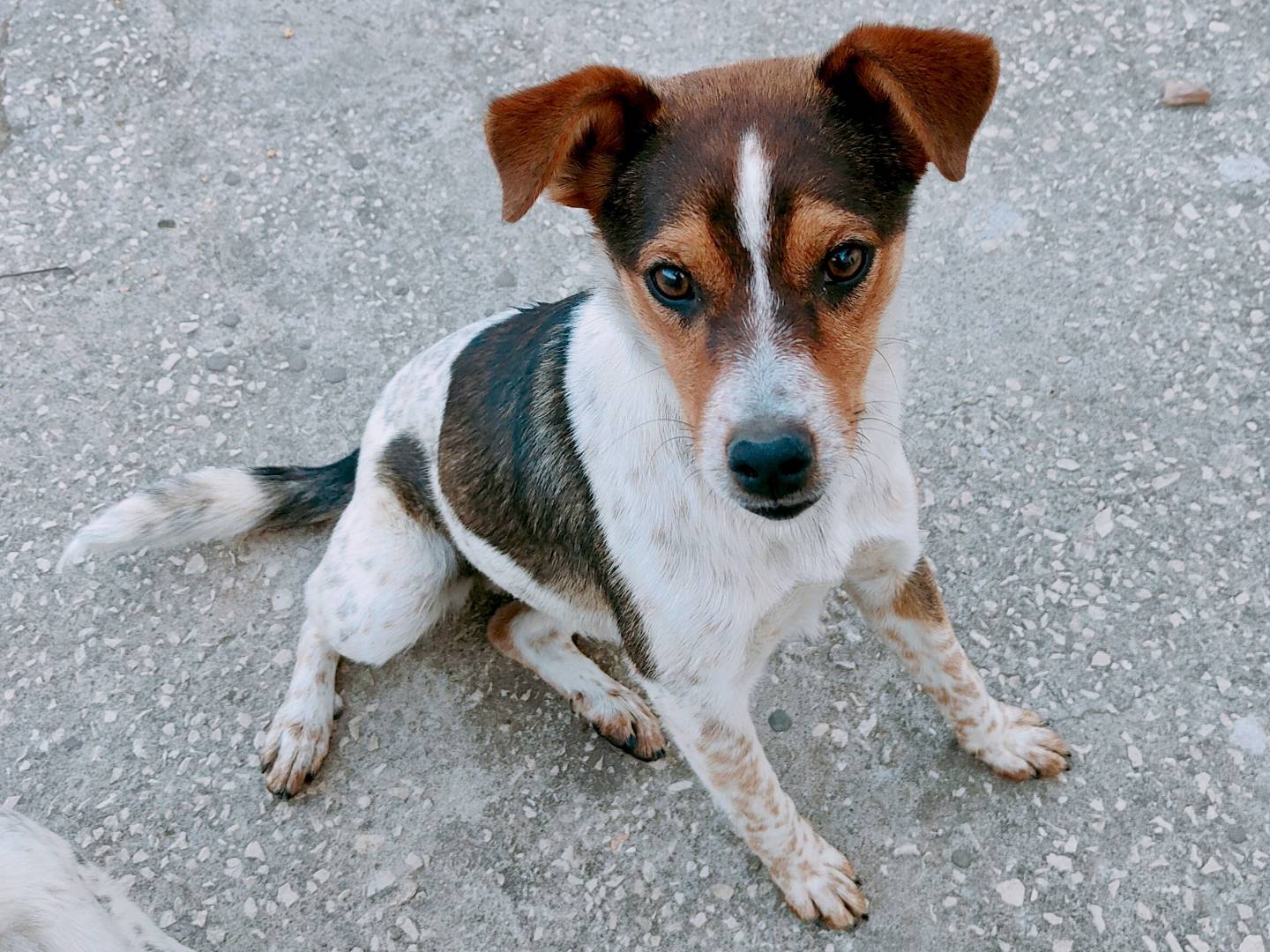Adotta un cane, taglia piccola, femmina, Caserta