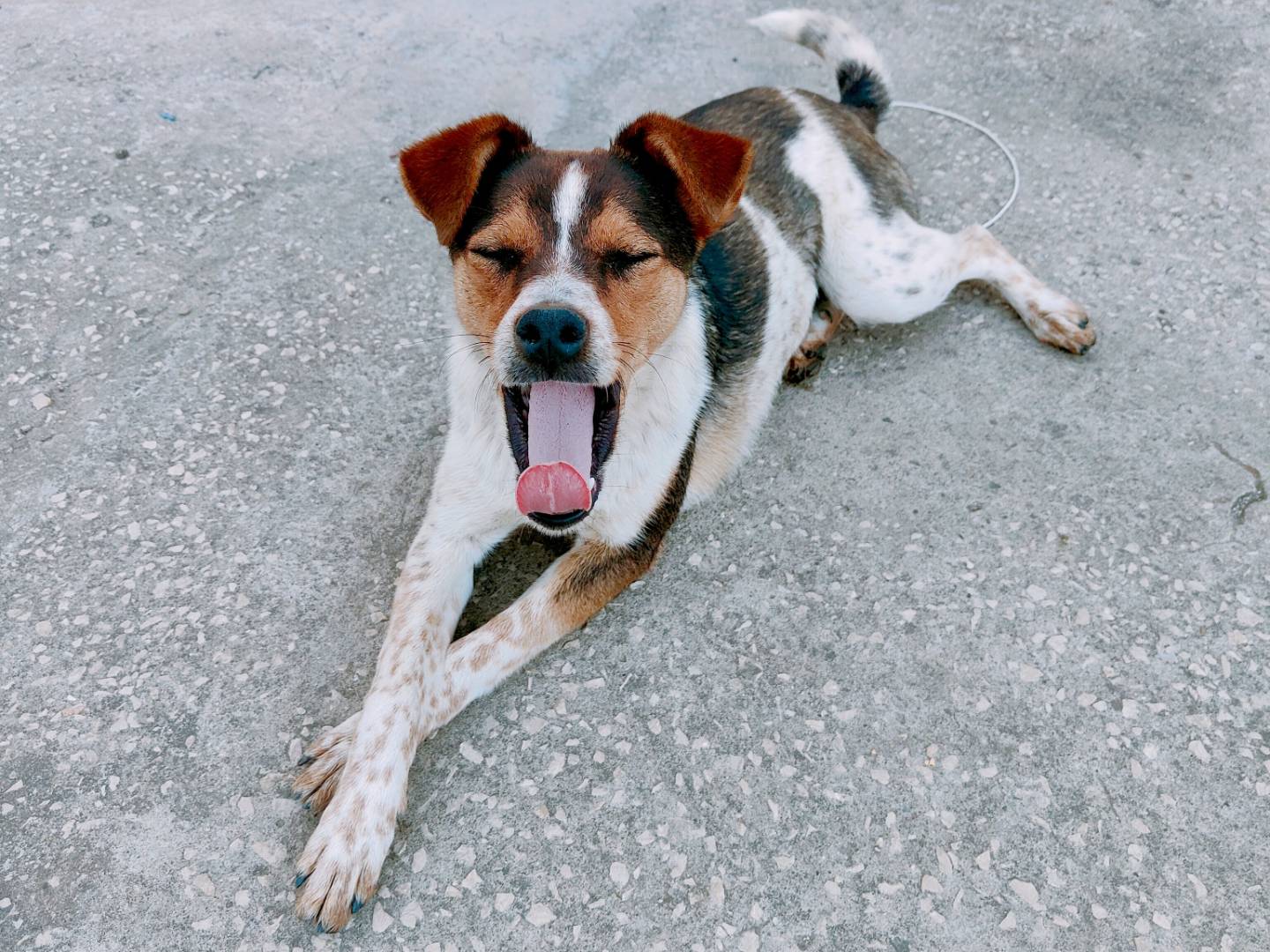Adotta il cane Kelly  a Caserta