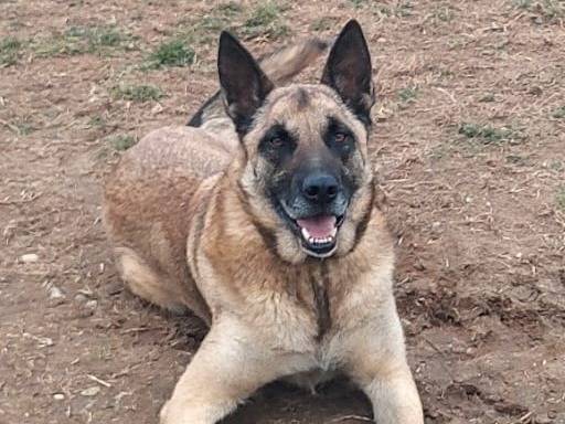 Adozione cane, maschio, Razza sconosciuta Razza sconosciuta, 6 anni e 2 mesi, taglia media, Mantova