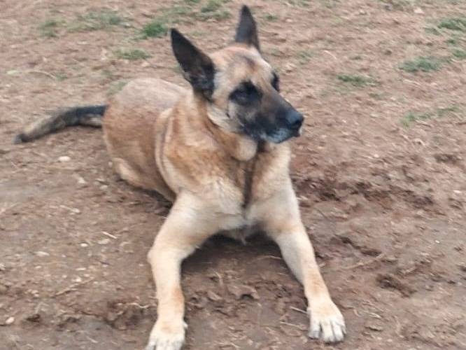 Adotta un cane, taglia media, maschio, Mantova