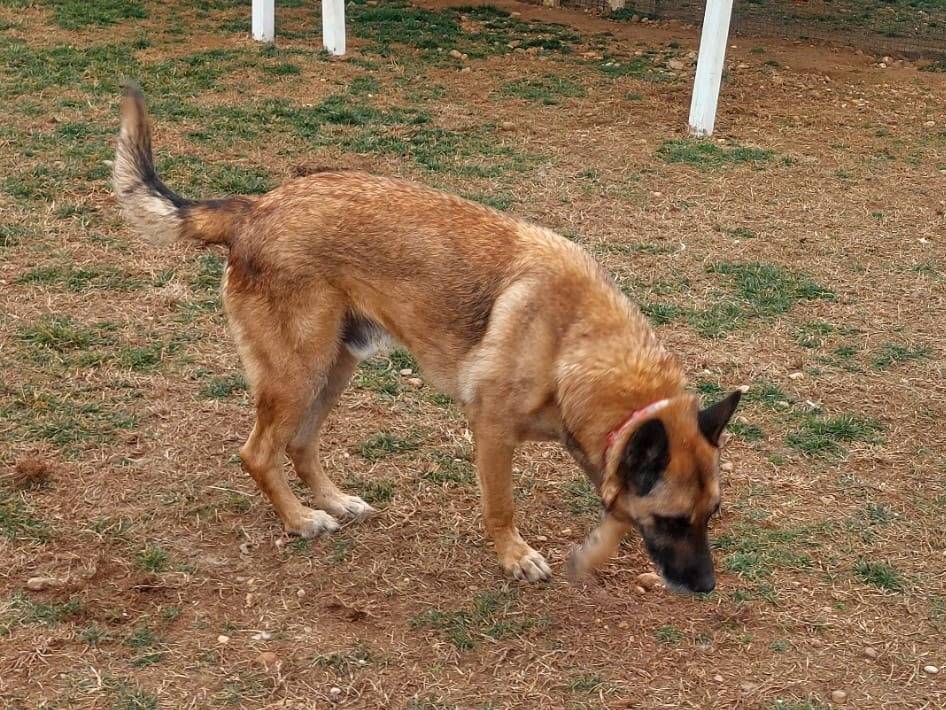 Adotta il cane PoorMax a Mantova