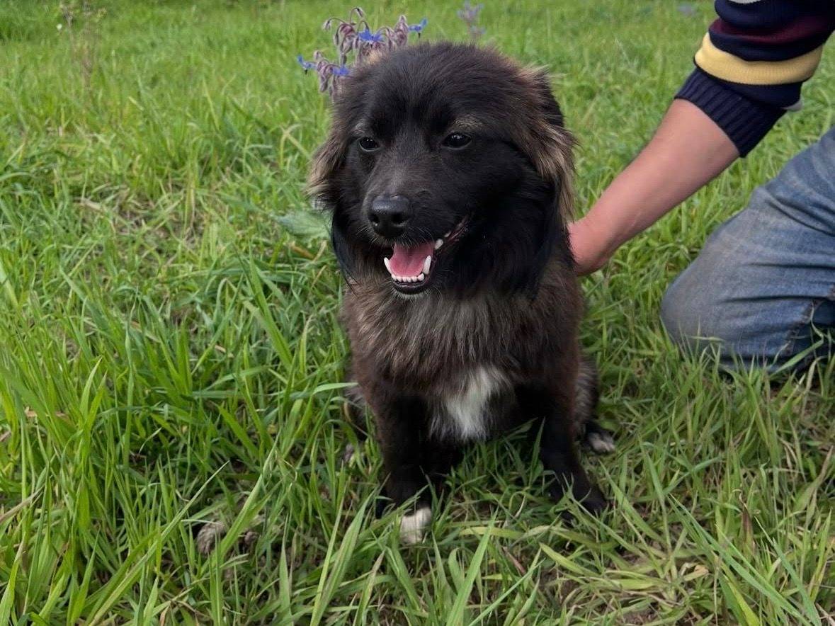 Adozione cane, maschio, Razza sconosciuta Razza sconosciuta, 11 mesi, taglia piccola, Caserta