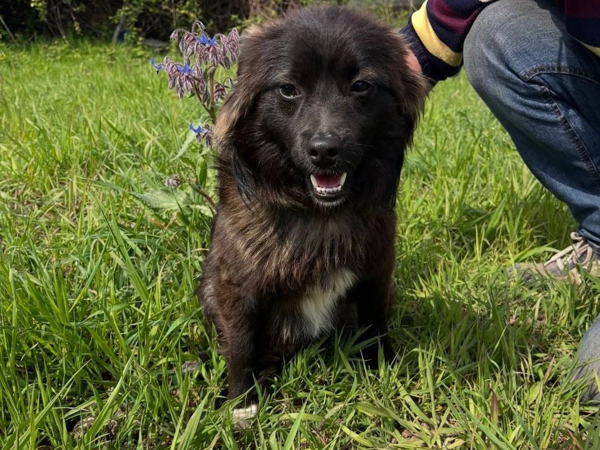 Adotta un cane, maschio, 11 mesi, Caserta