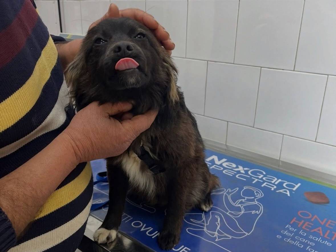 Adotta un cane, taglia piccola, maschio, Caserta