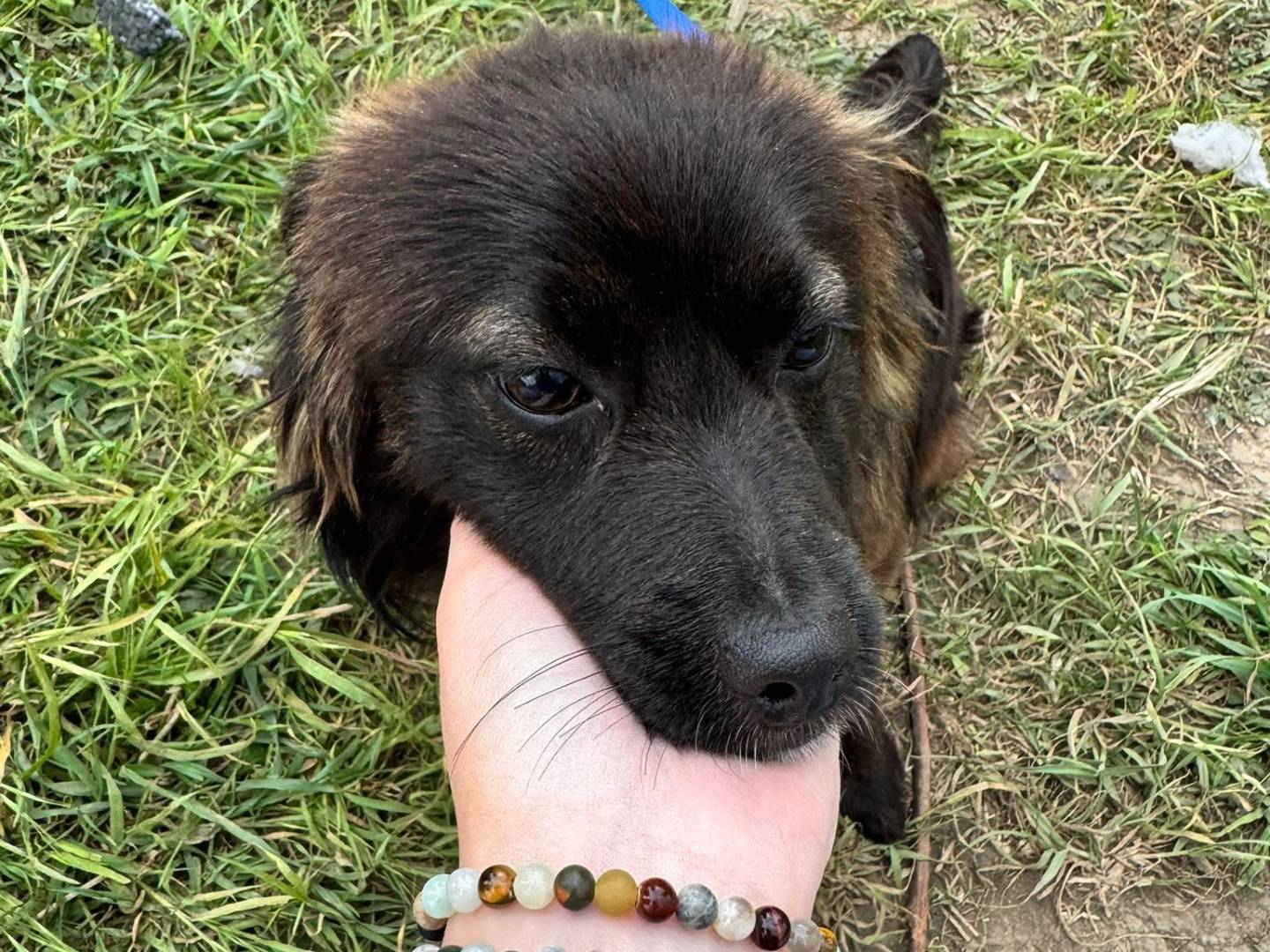 Vuoi adottare un cane a Caserta?