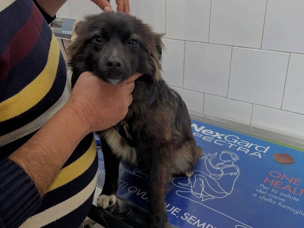 Adotta il cane Franchino a Caserta