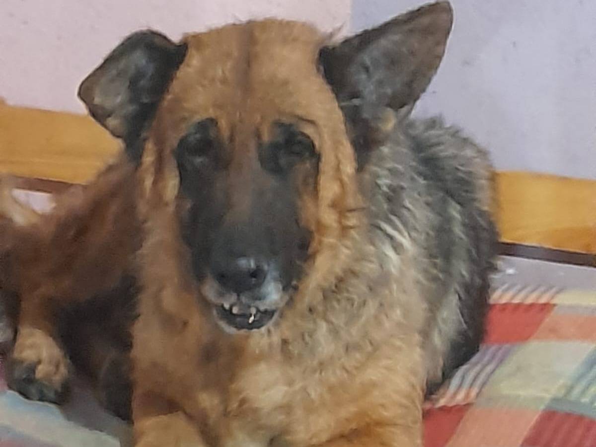 Adozione cane, femmina, Razza sconosciuta Razza sconosciuta, 6 anni e 6 mesi, taglia grande, Mantova