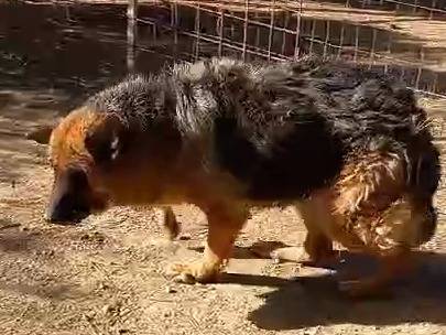 Adotta un cane, taglia grande, femmina, Mantova