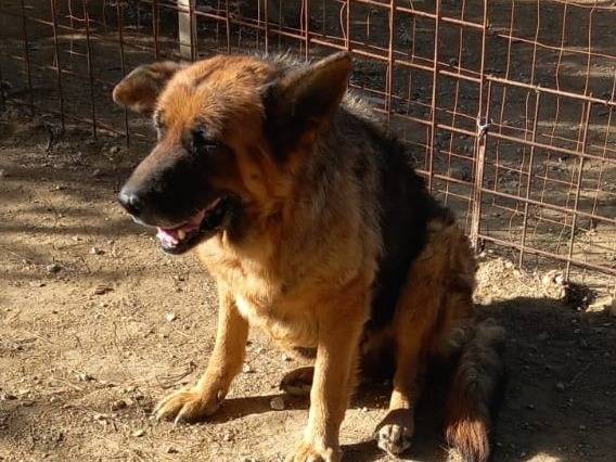 Vuoi adottare un cane a Mantova?