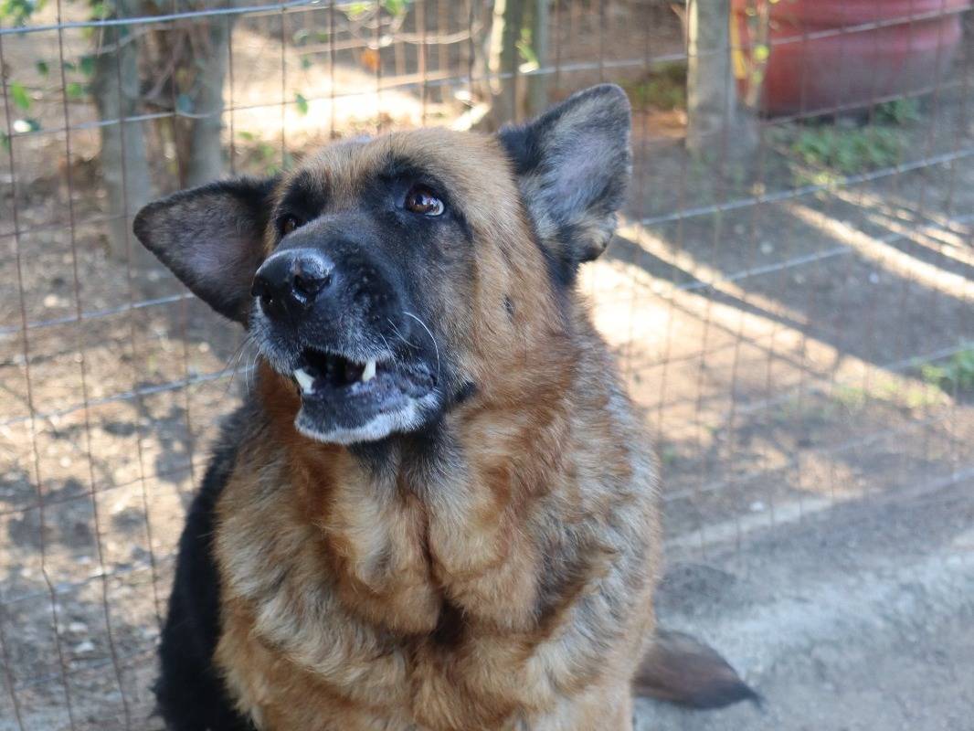 Adotta il cane Graziella a Mantova