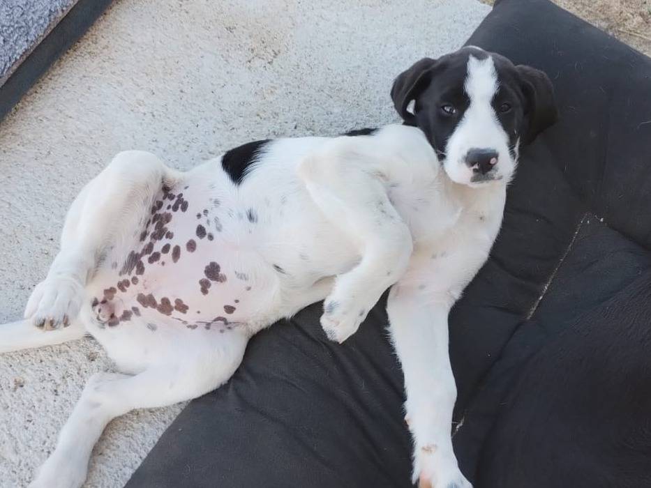 Adozione cane, femmina, Razza sconosciuta Razza sconosciuta, 3 mesi, taglia media, Agrigento