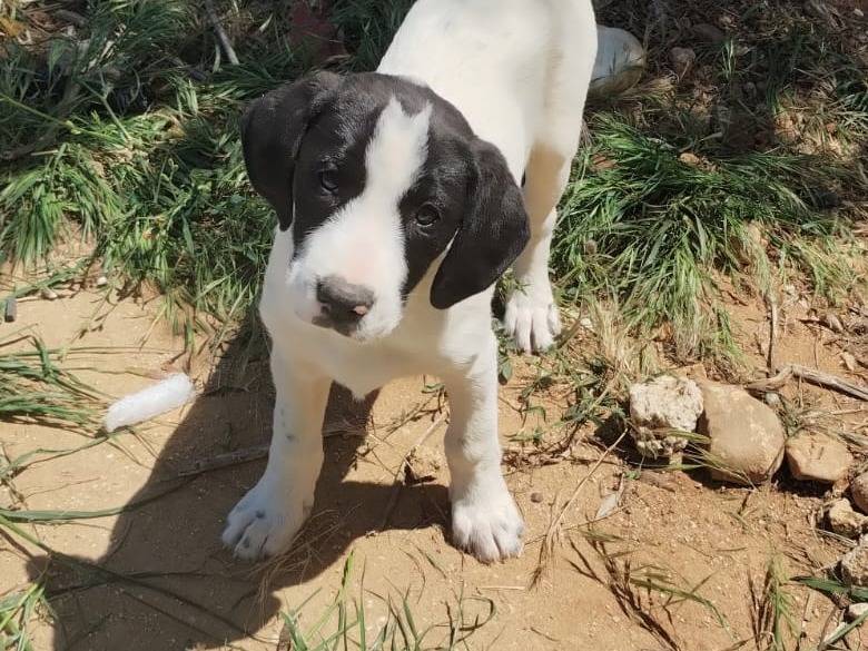 Adotta un cane, femmina, 3 mesi, Agrigento