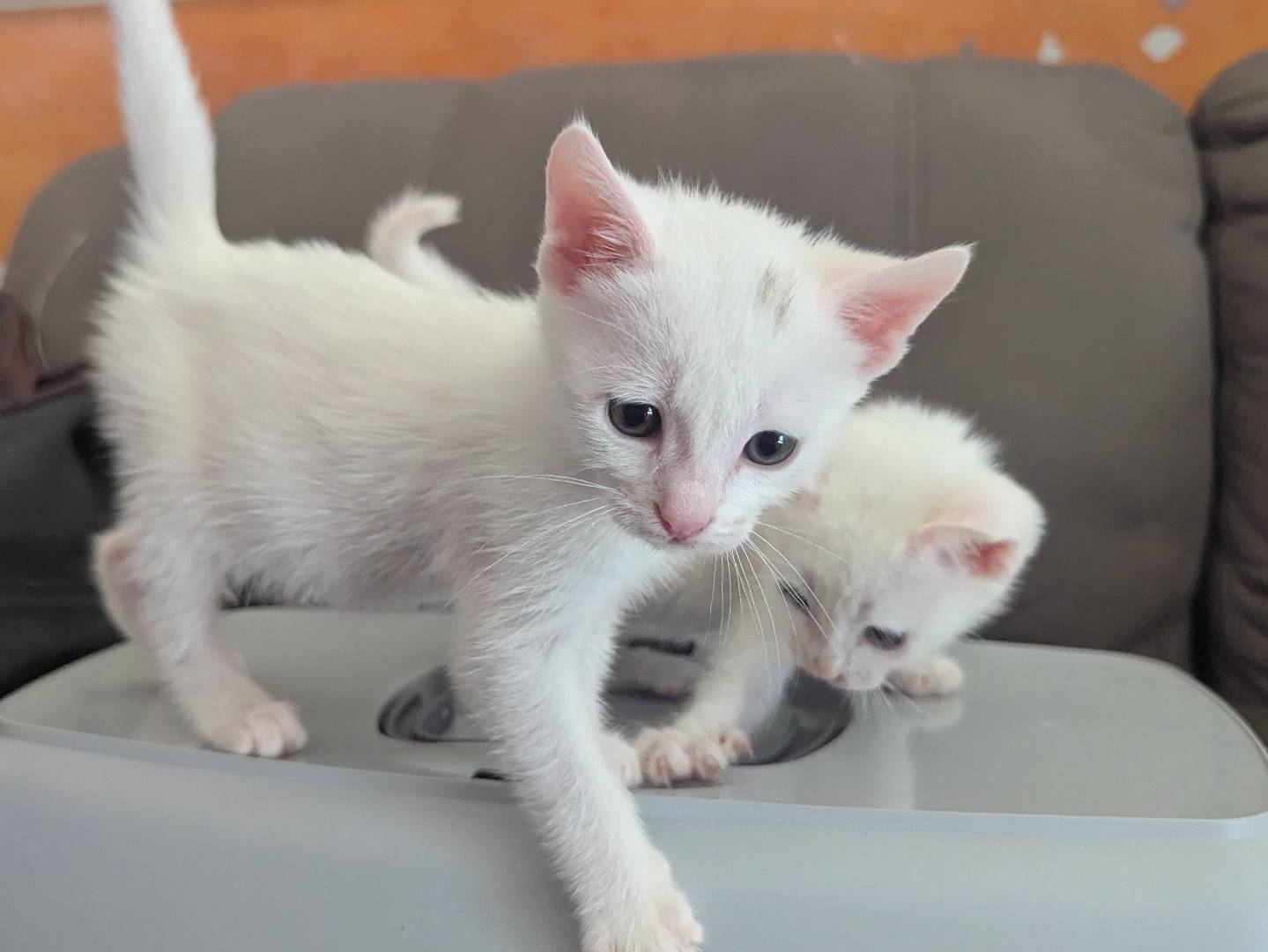 Adotta un gatto, femmina, 1 mesi, Teramo