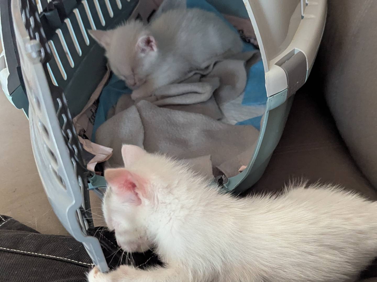 Adotta un gatto, taglia non valida, femmina, Teramo