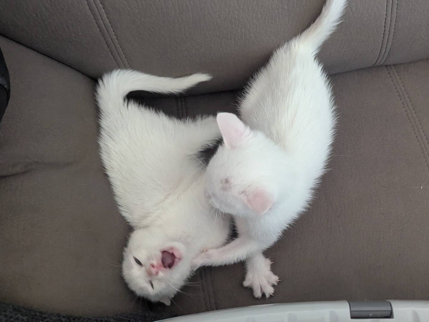 Adozione gatto, maschio, Razza sconosciuta Razza sconosciuta, 1 mesi, taglia non valida, Teramo