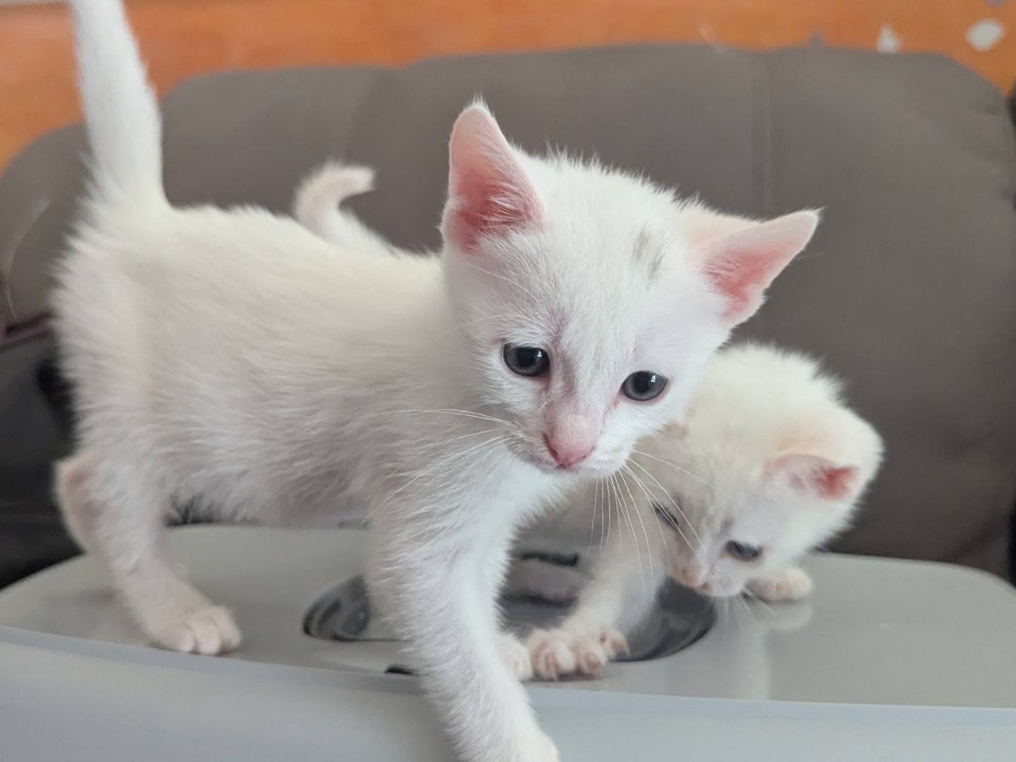 Adotta un gatto, maschio, 1 mesi, Teramo