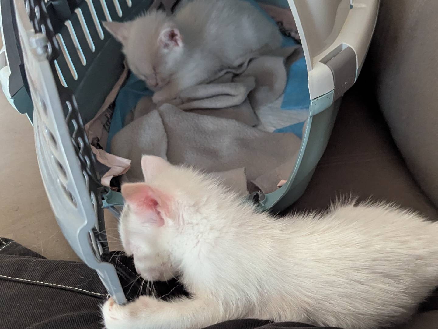 Adotta un gatto, taglia non valida, maschio, Teramo