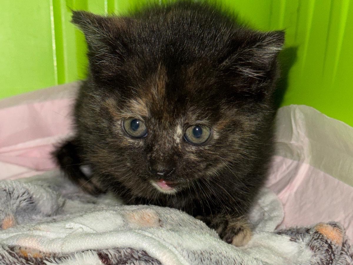 Adotta un gatto, femmina, 1 mesi, Salerno