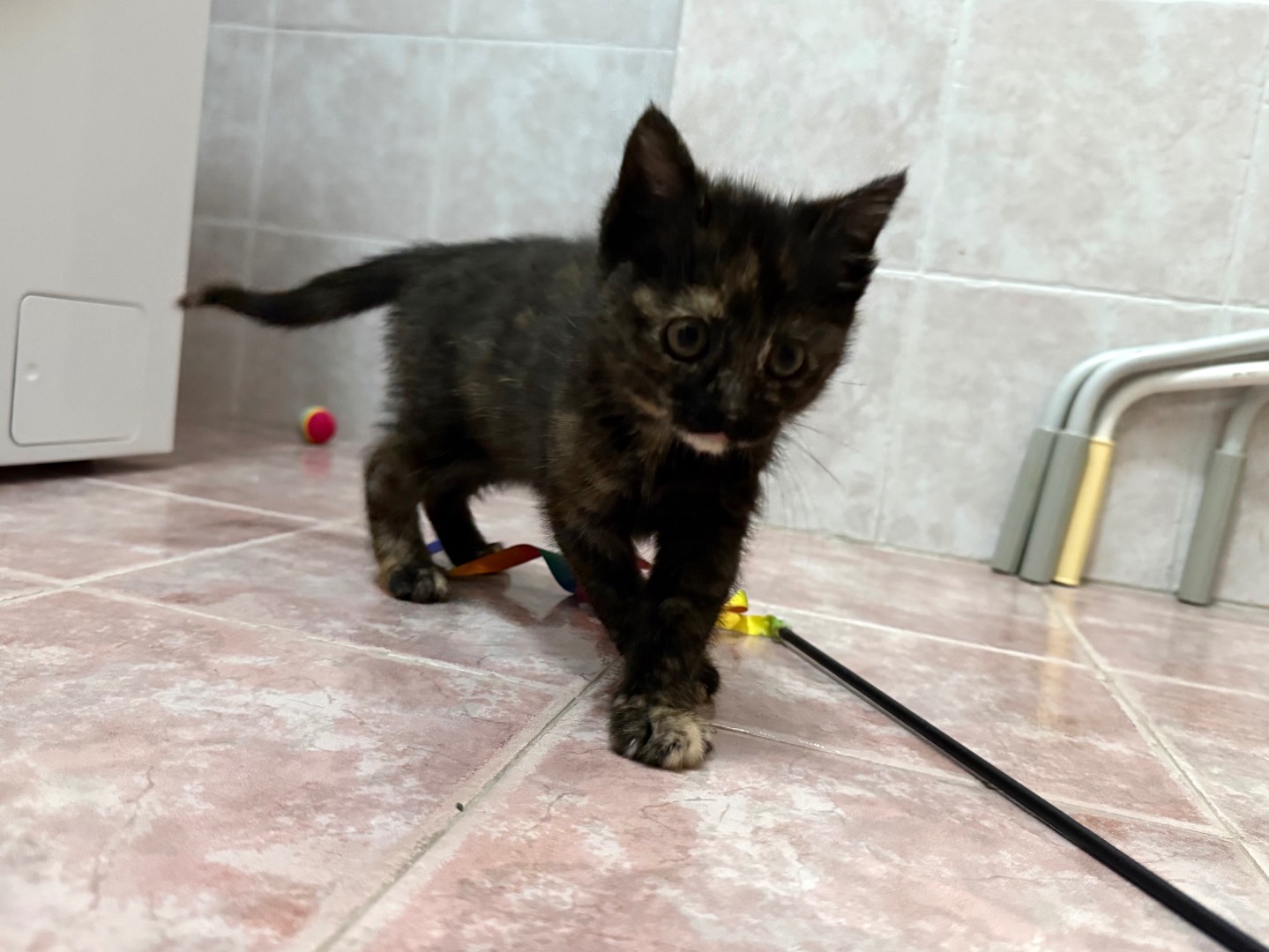 Vuoi adottare un gatto a Salerno?