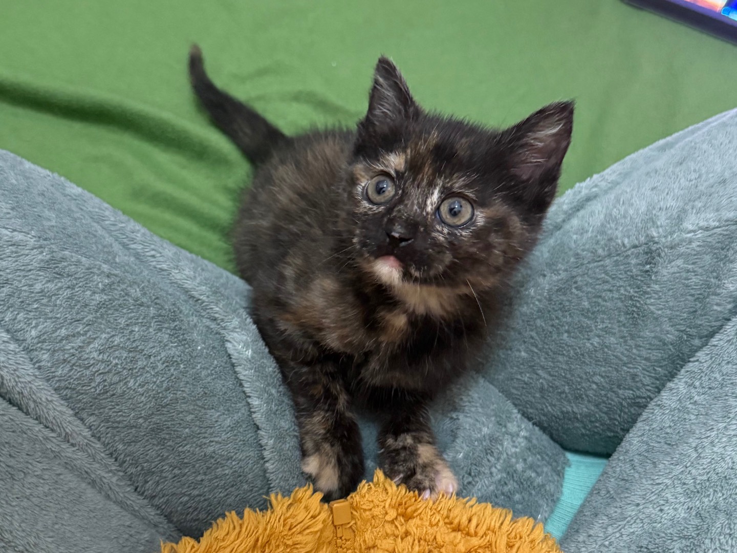Adotta il gatto Mia a Salerno