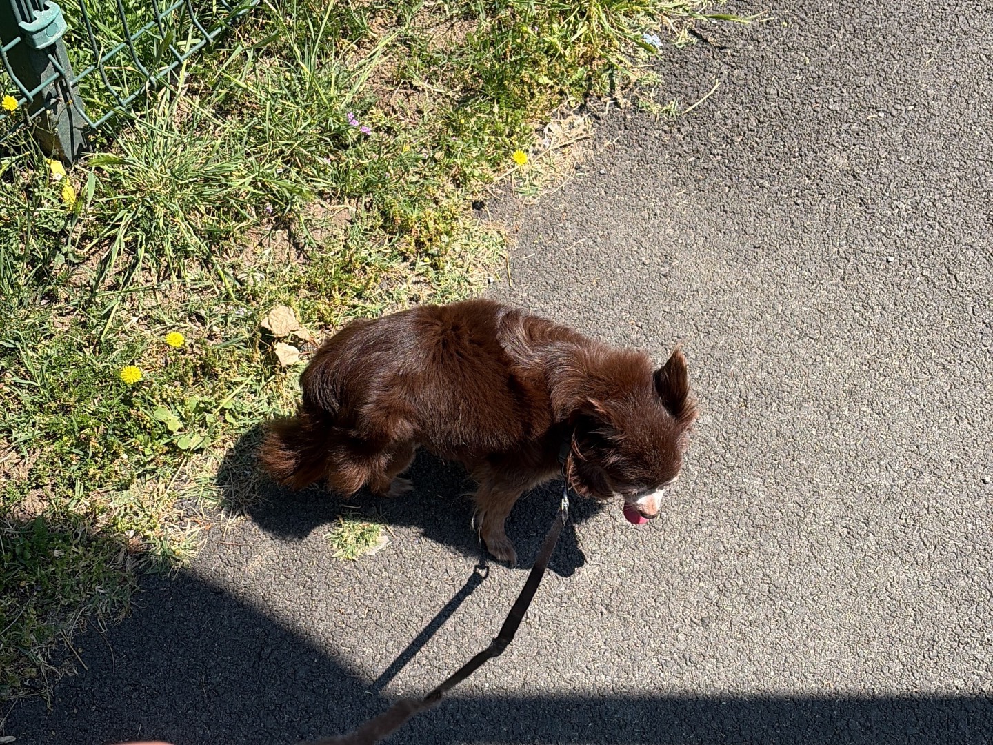 Adozione cane, femmina, Razza sconosciuta Razza sconosciuta, 12 anni e 10 mesi, taglia piccola, Piacenza