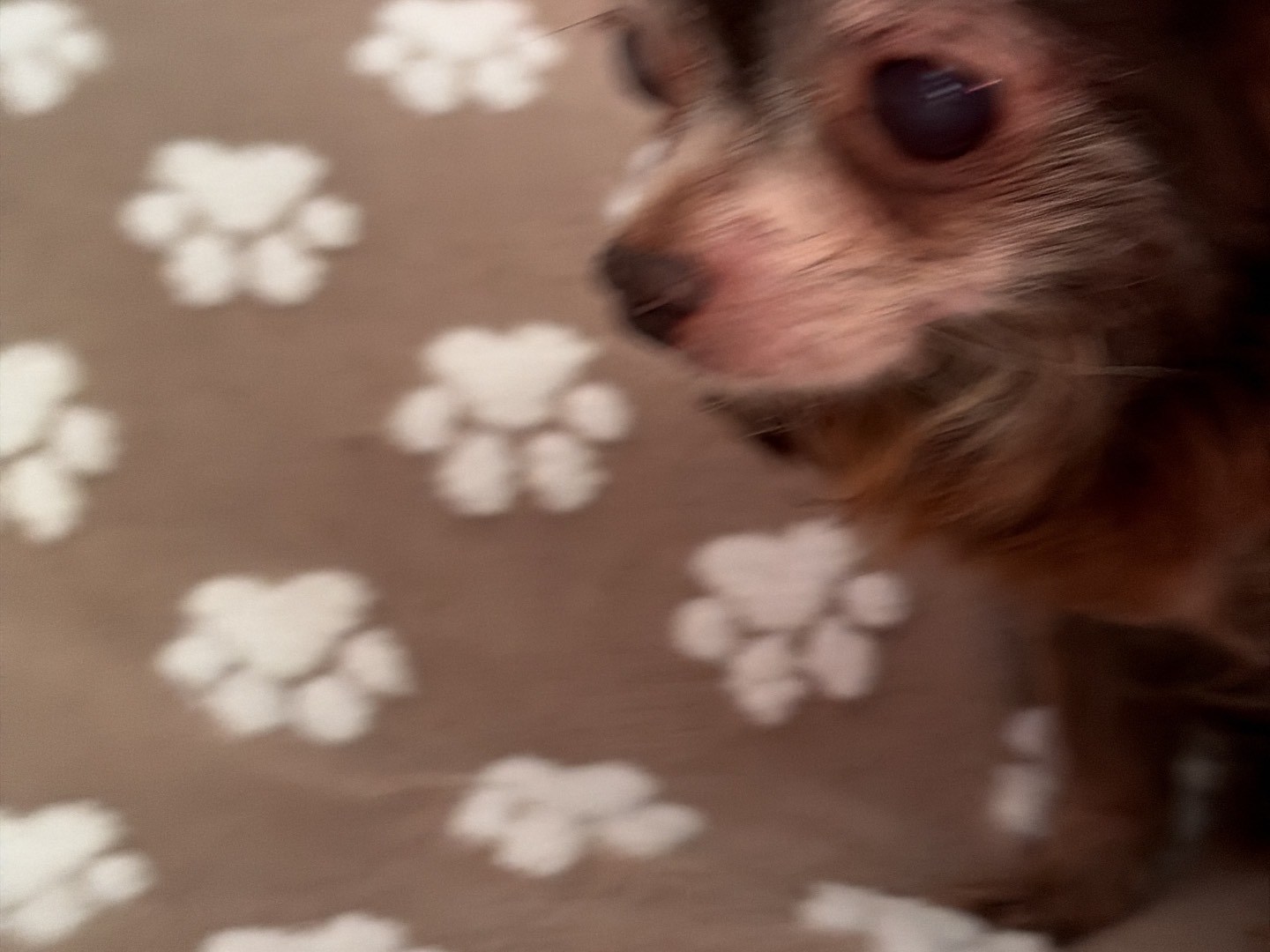 Adotta un cane, femmina, 12 anni e 10 mesi, Piacenza