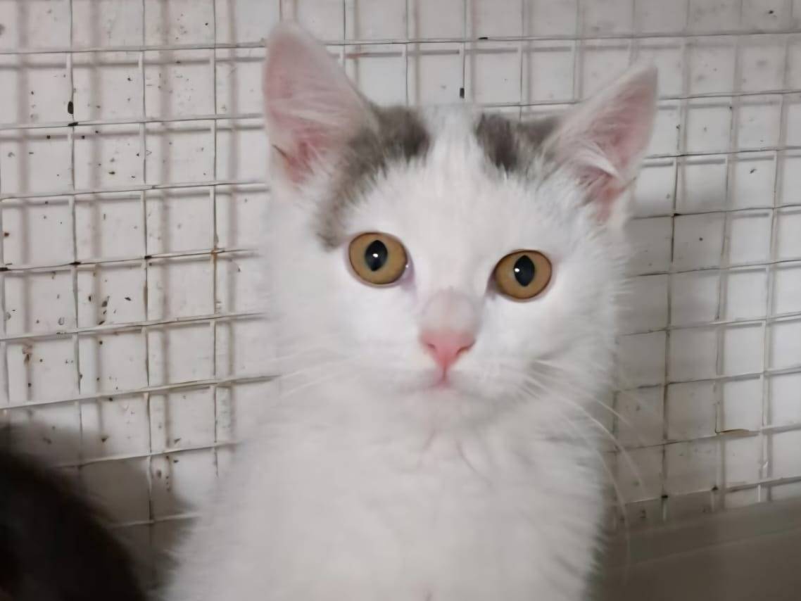 Adozione gatto, femmina, Razza sconosciuta Razza sconosciuta, 2 mesi, taglia non valida, Milano