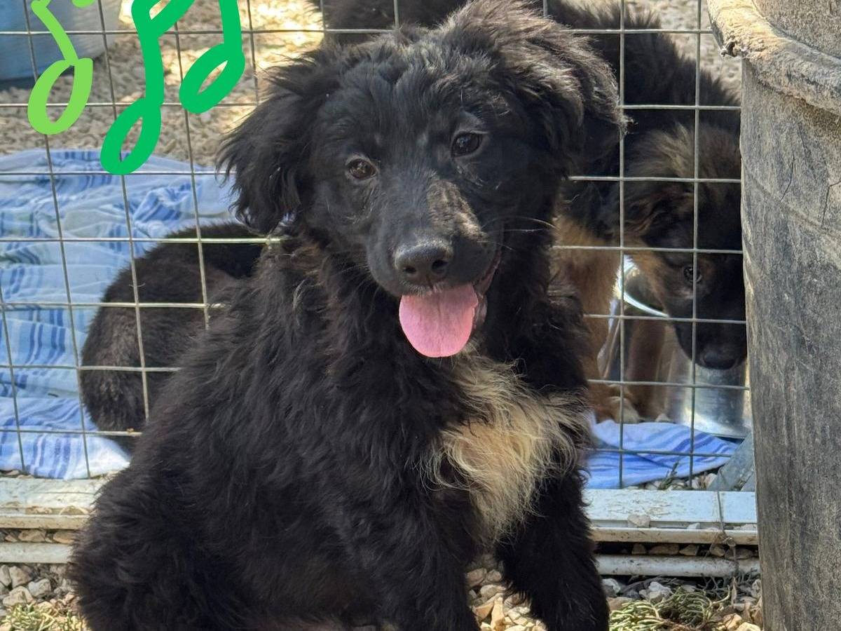 Adozione cane, maschio, Razza sconosciuta Razza sconosciuta, 3 mesi, taglia media contenuta, Barletta