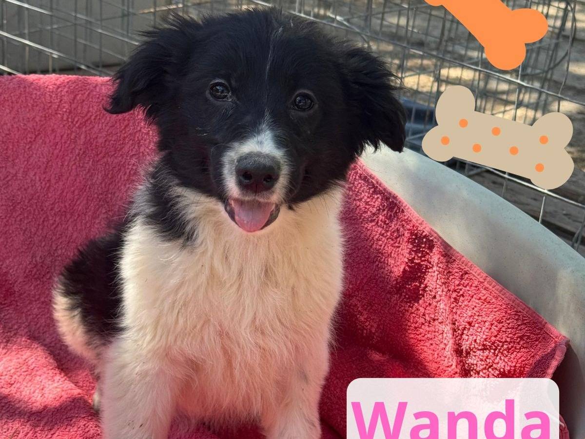 Adozione cane, femmina, Razza sconosciuta Razza sconosciuta, 3 mesi, taglia media contenuta, Barletta