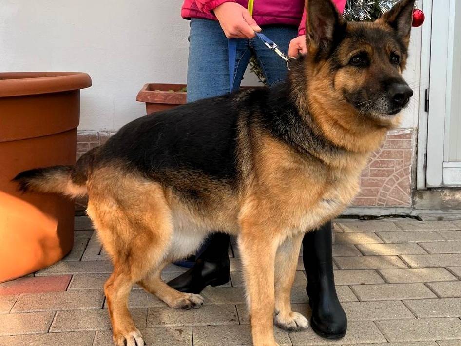 Adozione cane, femmina, Razza sconosciuta Razza sconosciuta, 10 anni e 5 mesi, taglia media, Milano