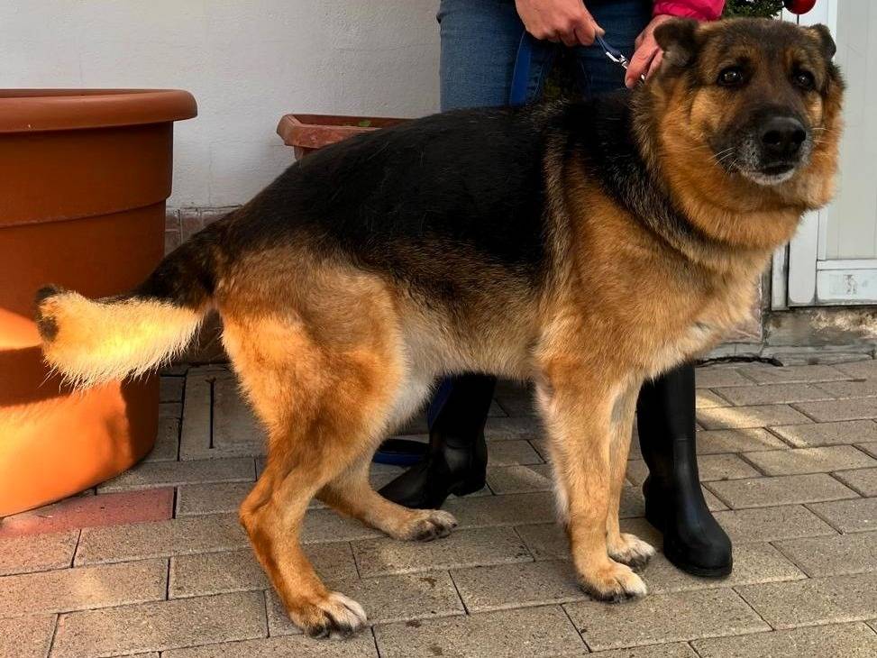 Adotta un cane, taglia media, femmina, Milano