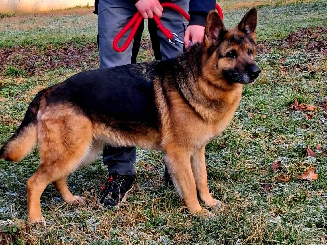 Vuoi adottare un cane a Milano?