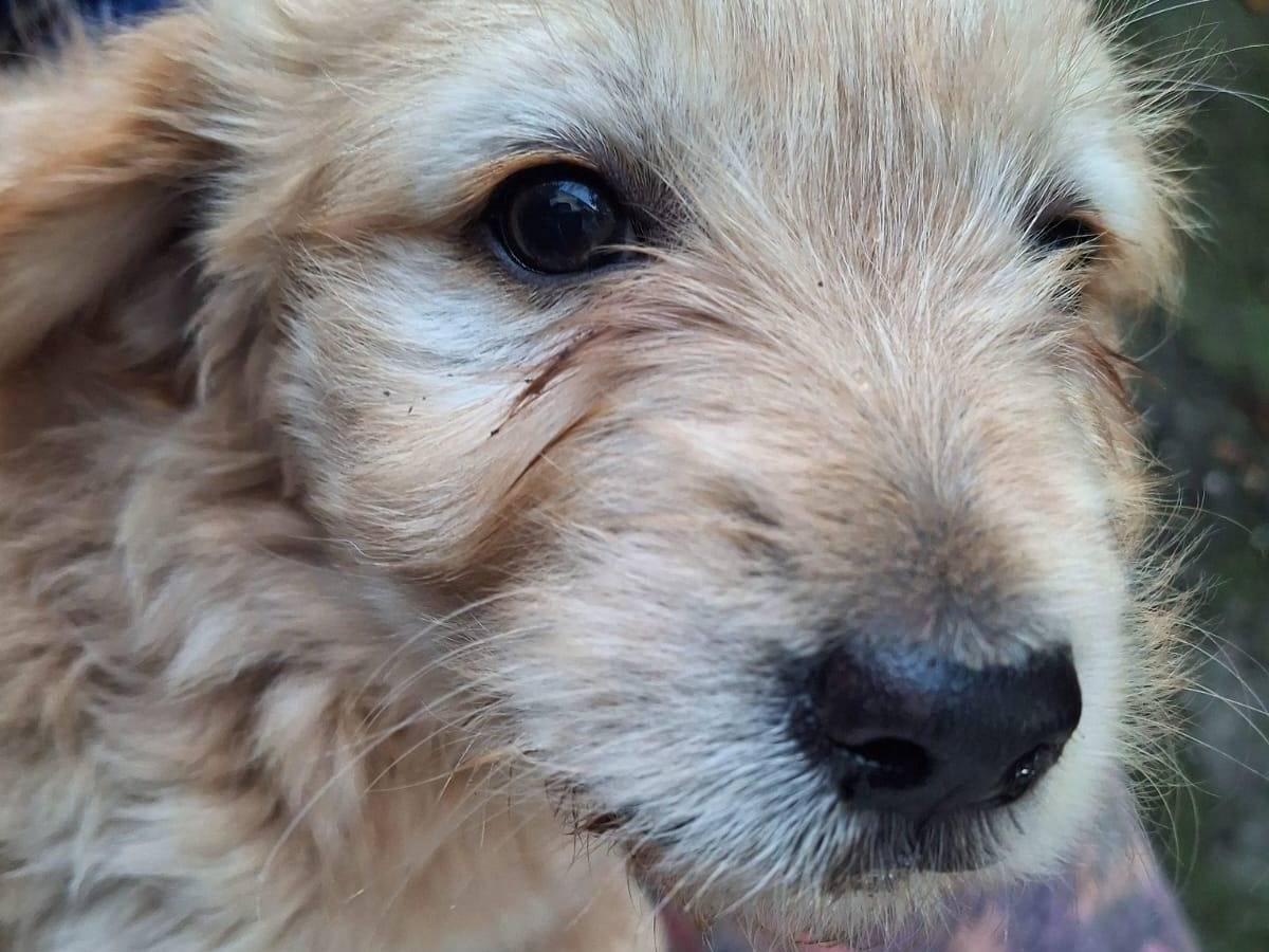 Adotta un cane, femmina, 2 mesi, Latina