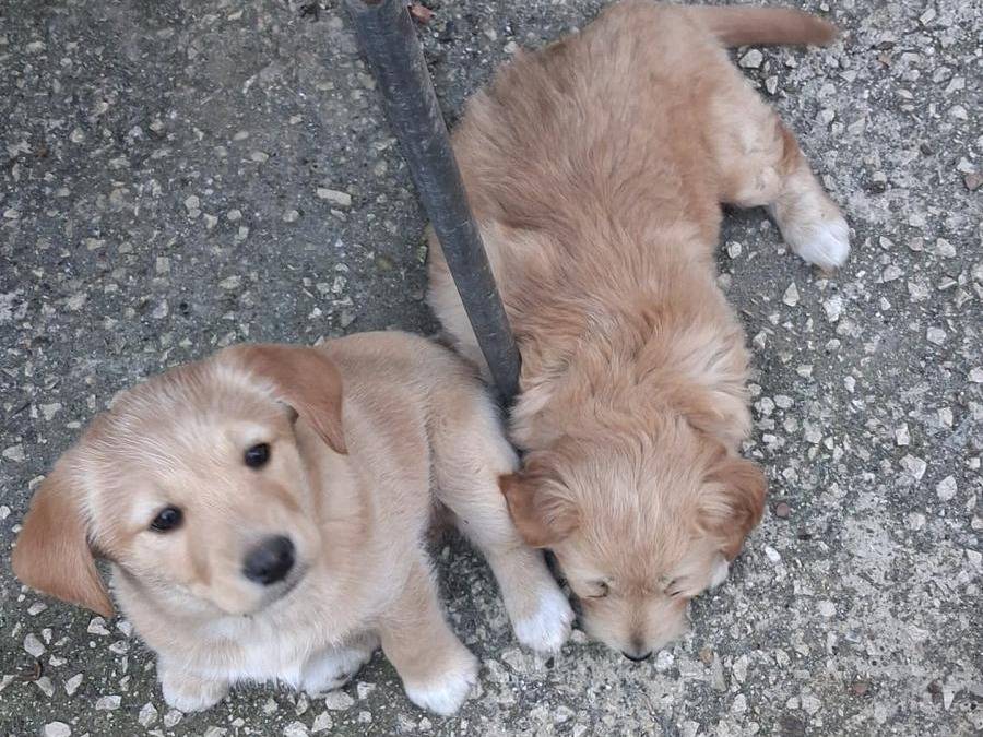 Adotta un cane, taglia media, femmina, Latina