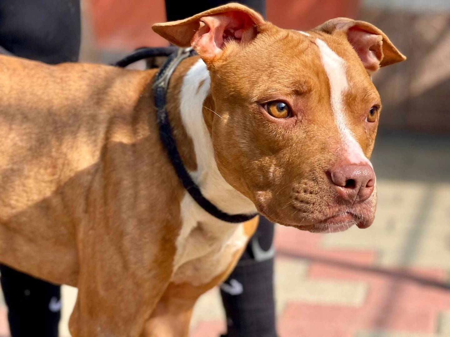 Adozione cane, maschio, Razza sconosciuta Razza sconosciuta, 1 anno e 7 mesi, taglia media, Milano