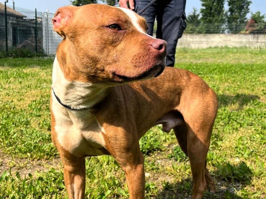 Adotta un cane, maschio, 1 anno e 7 mesi, Milano
