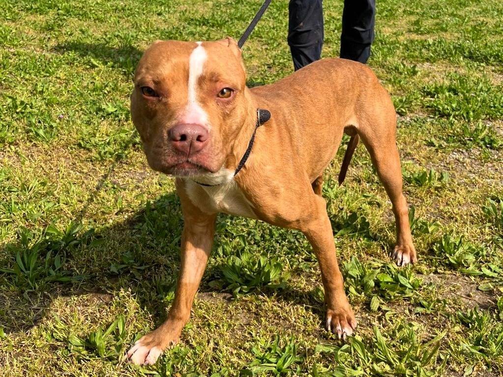 Adotta un cane, taglia media, maschio, Milano