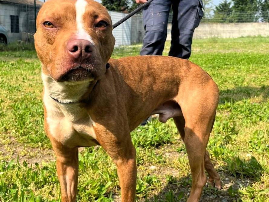 Vuoi adottare un cane a Milano?