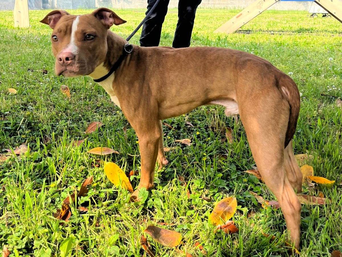 Adotta il cane DANKO a Milano