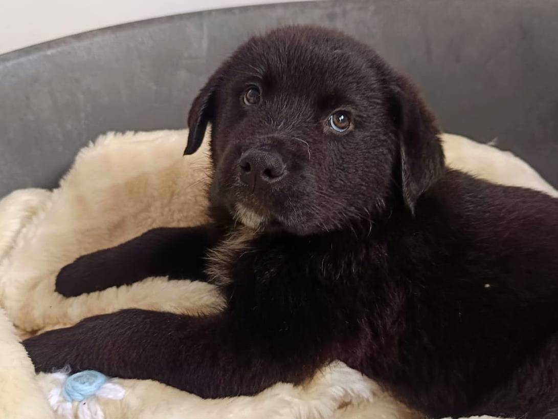 Adotta un cane, maschio, 1 mesi, Parma