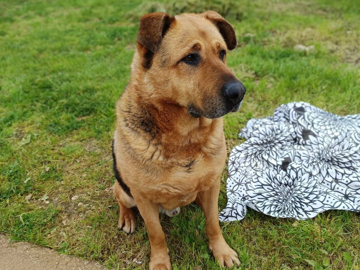 Adotta il cane Bruno a Como